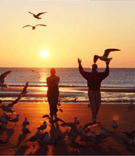 Two people feeding seagulls on a Lake Michigan beach at sunset